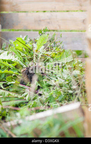 Riciclaggio di piante in un giardino compost Foto Stock