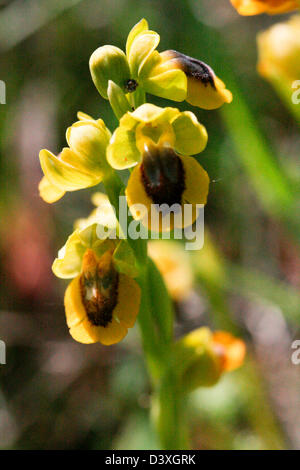 Orchidea Gialla Ophrys Lutea Foto Stock