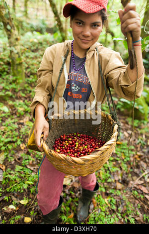 I membri della famiglia maturi raccolto i chicchi di caffè su un smallholding in Miraflores, parte della coltivazione del caffè altopiani del Nicaragua Foto Stock