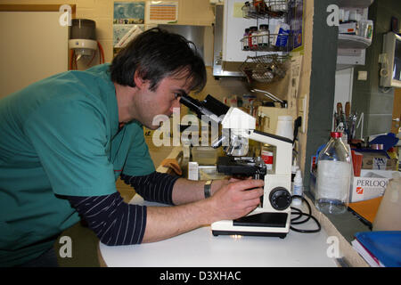 Il veterinario cercando in un microscopio Foto Stock