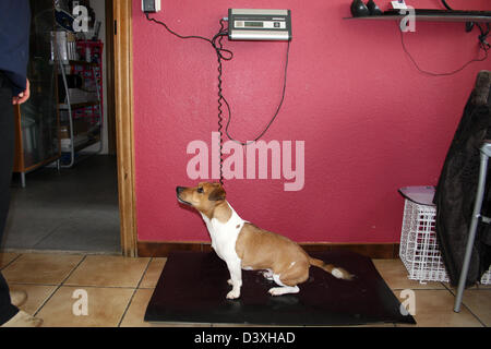 Pesa veterinario un cane Jack Russel Terrier Foto Stock