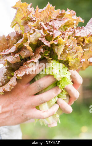 Uomo che mostra appena raccolto lattughe organiche Foto Stock