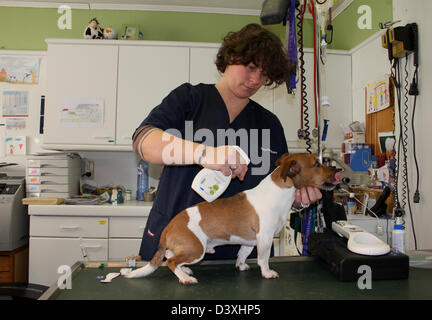 Il veterinario spruzzato un antiparassitario per le zecche e le pulci su un cane Jack Russel Terrier Foto Stock