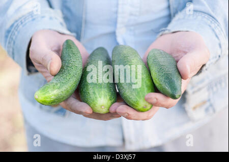 Uomo che mostra un mazzetto di organico cresciuto cetrioli Foto Stock