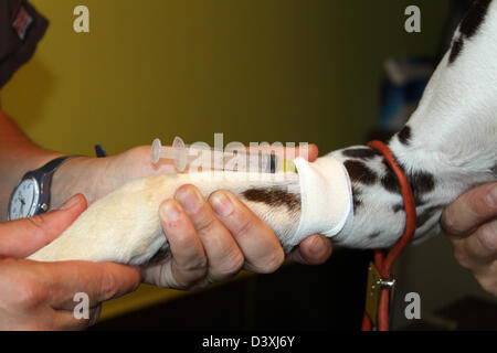 Il veterinario ha fatto un laccio di un cane dalmata ( campione di sangue ) Foto Stock