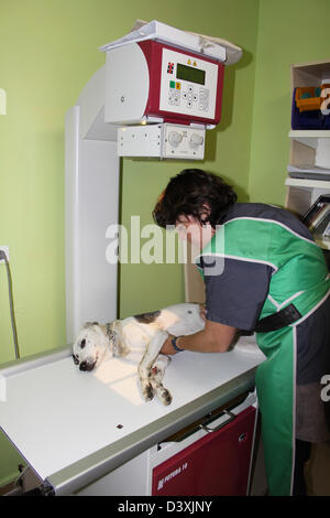 Un Whippet cane riceve un x-ray da un veterinario Foto Stock