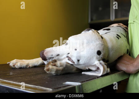 Dalmata Dalmatiner / / Dalmatien cane sotto anestesia in clinica veterinaria Foto Stock