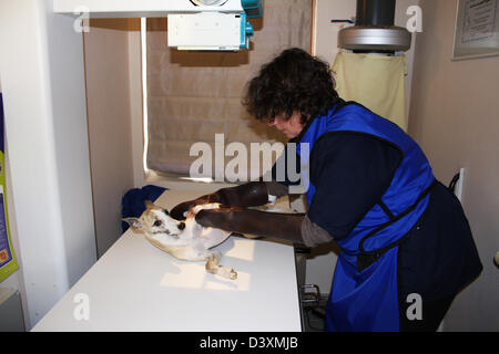 Un Whippet cane riceve un x-ray da un veterinario Foto Stock