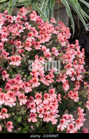 (Geranio Pelargonium) Angel Eyes "arancione" Foto Stock