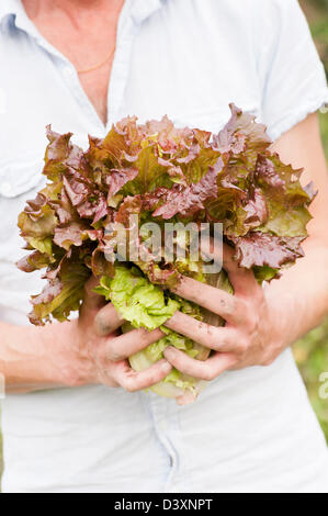 Uomo che mostra appena raccolto lattughe organiche Foto Stock