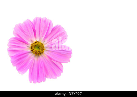 Cosmo rosa fiori su sfondo bianco Foto Stock