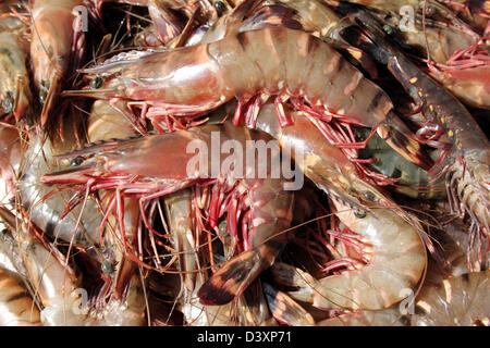 Scampi grandi per la vendita a Negombo Mercato del Pesce, Sri Lanka Foto Stock