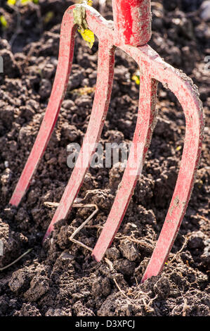 Particolare del giardino rosso forcella a scavare nella sporcizia a molla Foto Stock