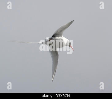 Ecuador Isole Galapagos, Islas Plazas Tropicbird in volo Foto Stock