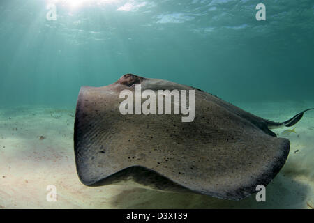 Snorklers e subacquei di interagire con le razze a Stingray City Foto Stock