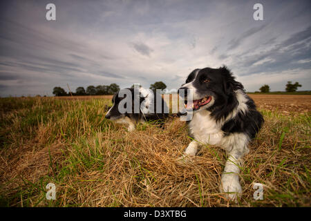 Due border collies seduto in aperta campagna Foto Stock