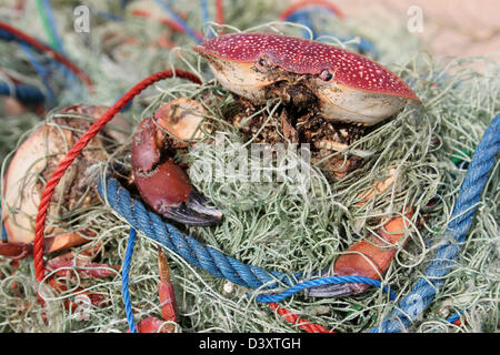 Il Granchio morti intrappolati nella rete da pesca Foto Stock