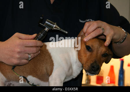 Cane Jack Russell Terrier / veterinario esamina le orecchie Foto Stock