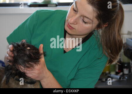 Cane Griffon / veterinario esamina gli occhi Foto Stock