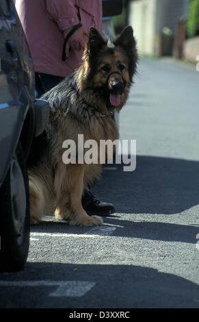 Proprietario con alsaziano dog training su strada Foto Stock