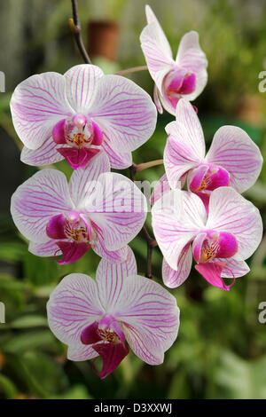 Rosa e White Orchid nella casa delle orchidee di Peradeniya Giardini Botanici, Kandy, Sri Lanka Foto Stock