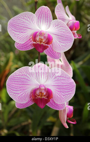 Rosa e orchidea bianca in casa di Peradeniya Giardini Botanici, Kandy, Sri Lanka Foto Stock