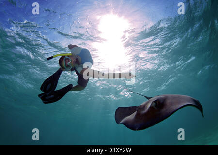 Snorklers e subacquei di interagire con le razze a Stingray City Foto Stock