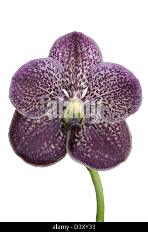 Prugna scuro macchiato di orchidea Vanda cut-out Foto Stock