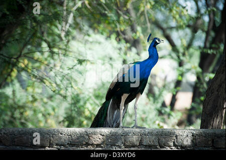 Peacock, Sohna, Haryana, India Foto Stock