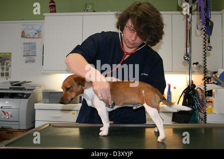 Cane Jack Russell Terrier / veterinario esame con uno stetoscopio Foto Stock