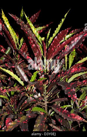 Croton macchia rossa foglie. Il più recente le foglie sono verdi con macchie di colore giallo. Foto Stock