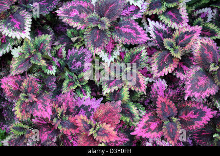 Variegato foglie Coleus Foto Stock