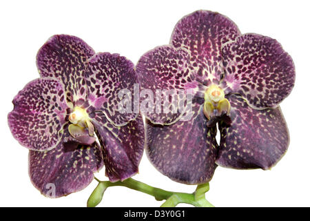 Prugna scuro macchiato di orchidea Vanda cut-out Foto Stock