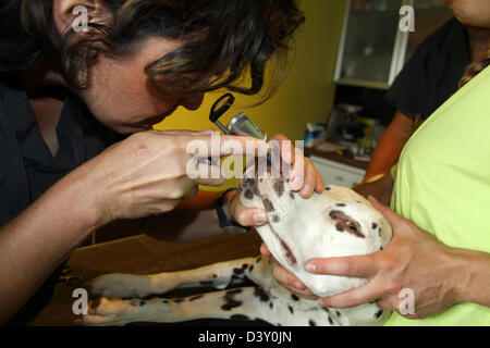 Cane dalmata di / veterinario esamina il naso Foto Stock