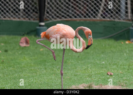American Flamingo Foto Stock