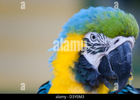 Un bel ritratto di un blu - giallo Macaw Foto Stock