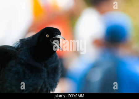 Questo è il 'cacá' (aka talingo) in gergo panamense... un uccello della città Foto Stock