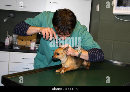 Cane Chihuahua / veterinario esamina le orecchie Foto Stock