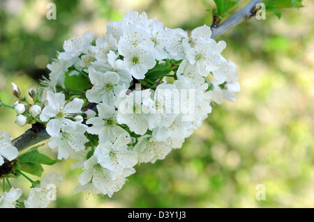 Fiori di ciliegio Foto Stock