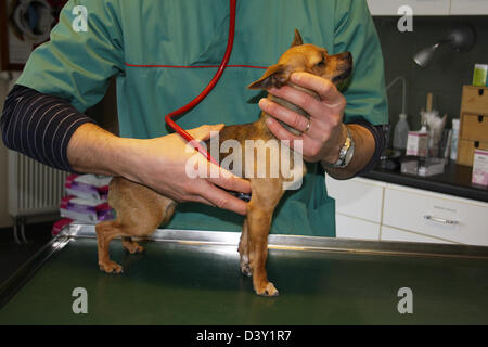 Cane Chihuahua / veterinario esamina con uno stetoscopio Foto Stock