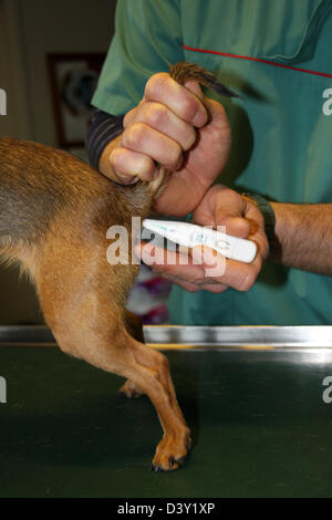 Questioni veterinarie tenendo la temperatura per un chihuahua Foto Stock