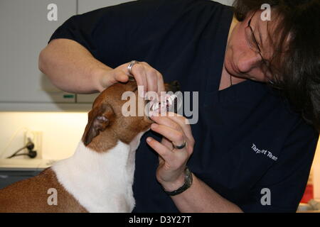Cane Jack Russell Terrier / veterinario esamina i denti Foto Stock