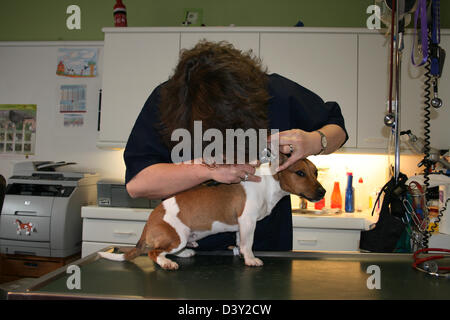 Cane Jack Russell Terrier / veterinario esamina le orecchie Foto Stock