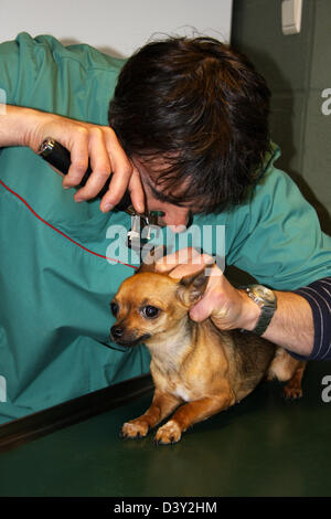 Cane Chihuahua / veterinario esamina le orecchie Foto Stock