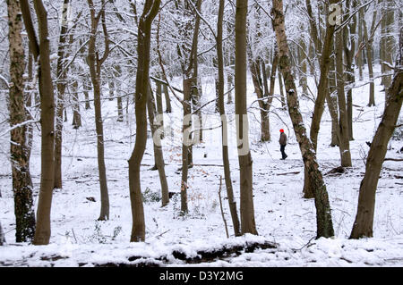 Bucks - Chiltern Hills - coperta di neve bosco - walker intravisto tra gli alberi - disattivato il sole d'inverno - tocco di colore Foto Stock