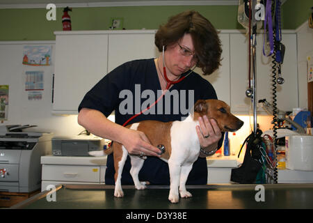 Cane Jack Russell Terrier / veterinario esame con uno stetoscopio Foto Stock