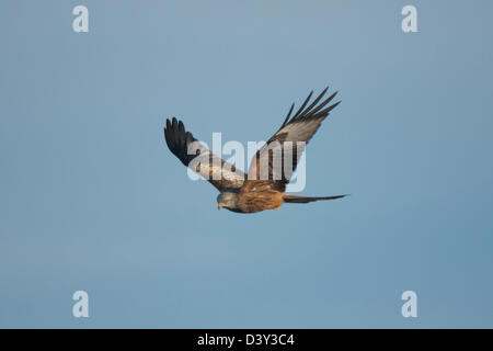 Nibbio reale (Milvus milvus) a Gigrin Farm stazione di alimentazione in Galles Foto Stock