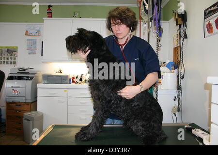 Cane Schnauzer gigante Riesenschnauzer / veterinario esamina con uno stetoscopio Foto Stock