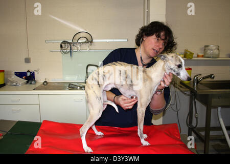 Cane Whippet / veterinario esamina con uno stetoscopio Foto Stock