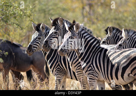 Foto di Africa, pianure Zebra tre stand in fila Foto Stock